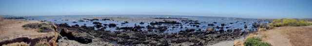 Elephant Seals - The Big Sur
