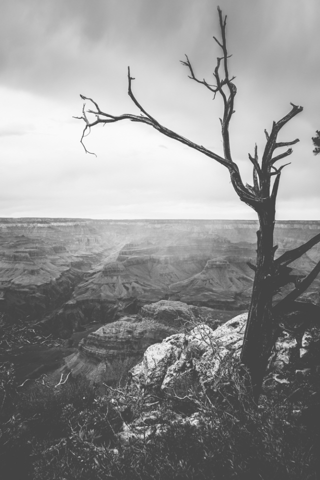 Grand Canyon - Moody Tree
